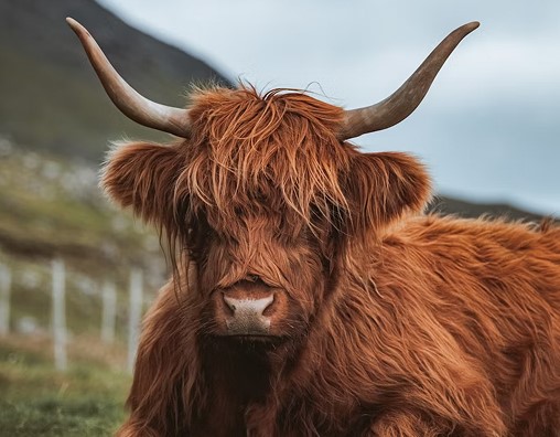 Planting Trees In The Scottish Highlands