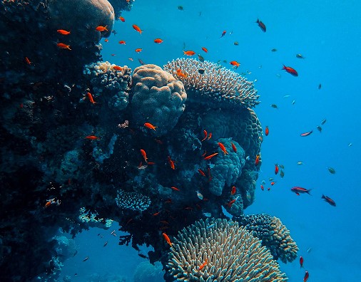 Restoring Marine Forests In Portugal